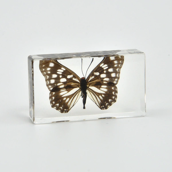 7.3CM medium awn butterfly