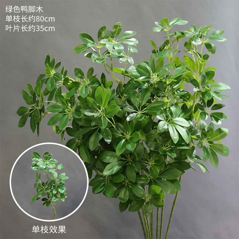 녹색 오리발 나무