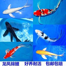 观赏鱼锦鲤活体冷水淡水风水鱼大正红白三色黄金龙凤锦鲤鱼需打氧