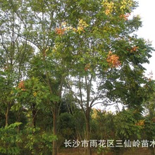 ���l�׏�10����ȫ�ڙ�� ���ԙ�� �G���е�������� ���󃞻�