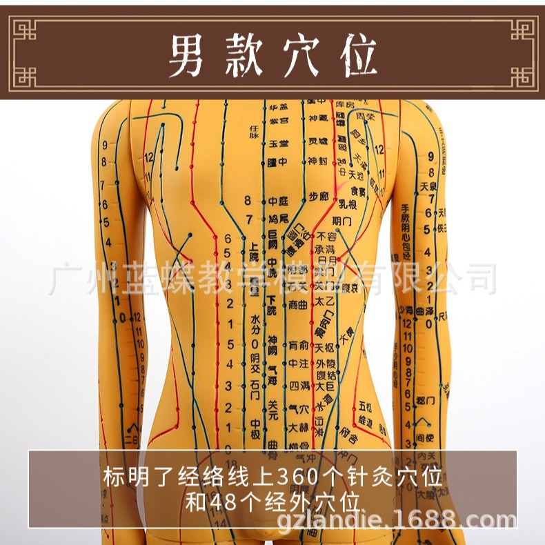 60CM�������ģ�;���Ѩλ��ҽʮ��ͭ��ģ��ͼС��������ϰСƤ��