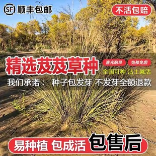 Jijigcao Seeds, Jijigcao, Pasture Seeds, Grass Mat Seeds, Drought-Resistant, Wind-Resistant, Sand-Fixing, Salt-Tolerant