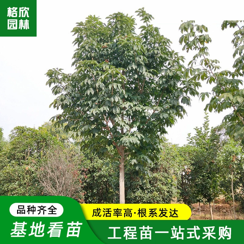 База Оптовая Баки Муниципальный Сад Инженерная Озеленение Рассада Улица Деревья Двор Декоративные Деревья Баки