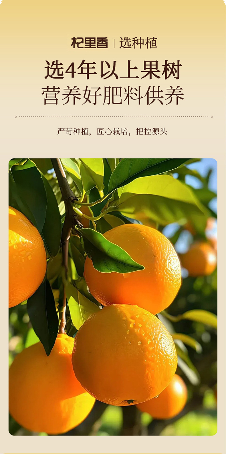 Dried Aged Tangerine Peel Chenpi 85g Guangdong Xinhui Style Sun Dried Citrus Rind for Tea and Soup key features