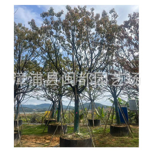 �������������r 25-30cmȫ������  �е��L���� ��Ҏ�񹩑�