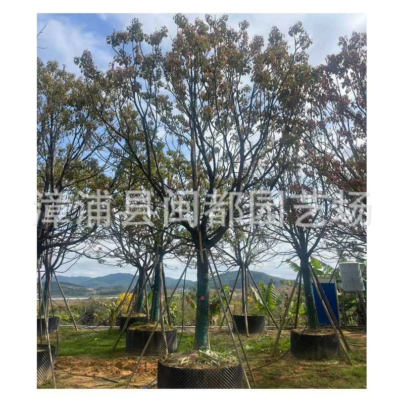 福建香樟树苗报价 25-30cm全冠香樟  行道风景树 多规格供应