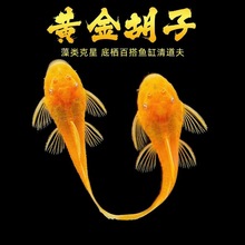 �^�p�~�S������~�����坍�~�׵�ˮ�~�ᎧС�͵ח��~����������~