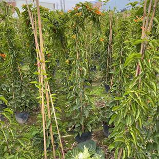 Climbing Plant Greening Firecracker Flower Engineering Cargo Gentleman Garlic Vine Potted Plant Price