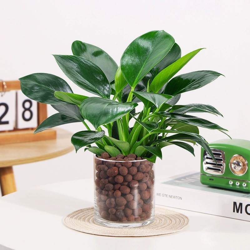 3 다이아몬드 25-30cm 원형 실린더 + 세라믹 사이트 + 영양 용액