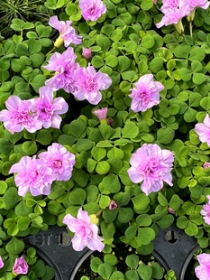 Pink Double-Flowered Wood Sorrel Oxalis Nidulans'Pompom' Pink Heavy Purple Heavy Pink Hibiscus Bulb Plant