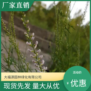 [Base Wholesale] Cassia Is Heat-Resistant and Cold-Resistant, Large Quantity, Excellent Price, Complete Specifications, High Survival Rate