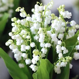 种子;草种子;草坪