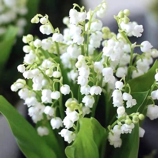 Broccoli Seedling Potted Imported Balls Flower Seeds Four Seasons Flowering Flower Plants Indoor and Outdoor Flowers Cold Tolerance