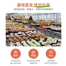 ��ؔ�����ֲ��M���҃��k����С���Ԏ��մɻ������Ϙ��߶˺��B��