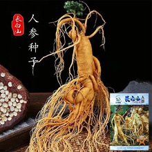 长白山人参种子正品野山参种子四季易种中药材易活室内观花卉盆栽
