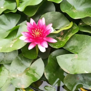 Water Lily, Lotus, Aquatic Plant, Red Flower Water Lily, Yellow Flower Water Lily, Complete Specifications, Floating Island