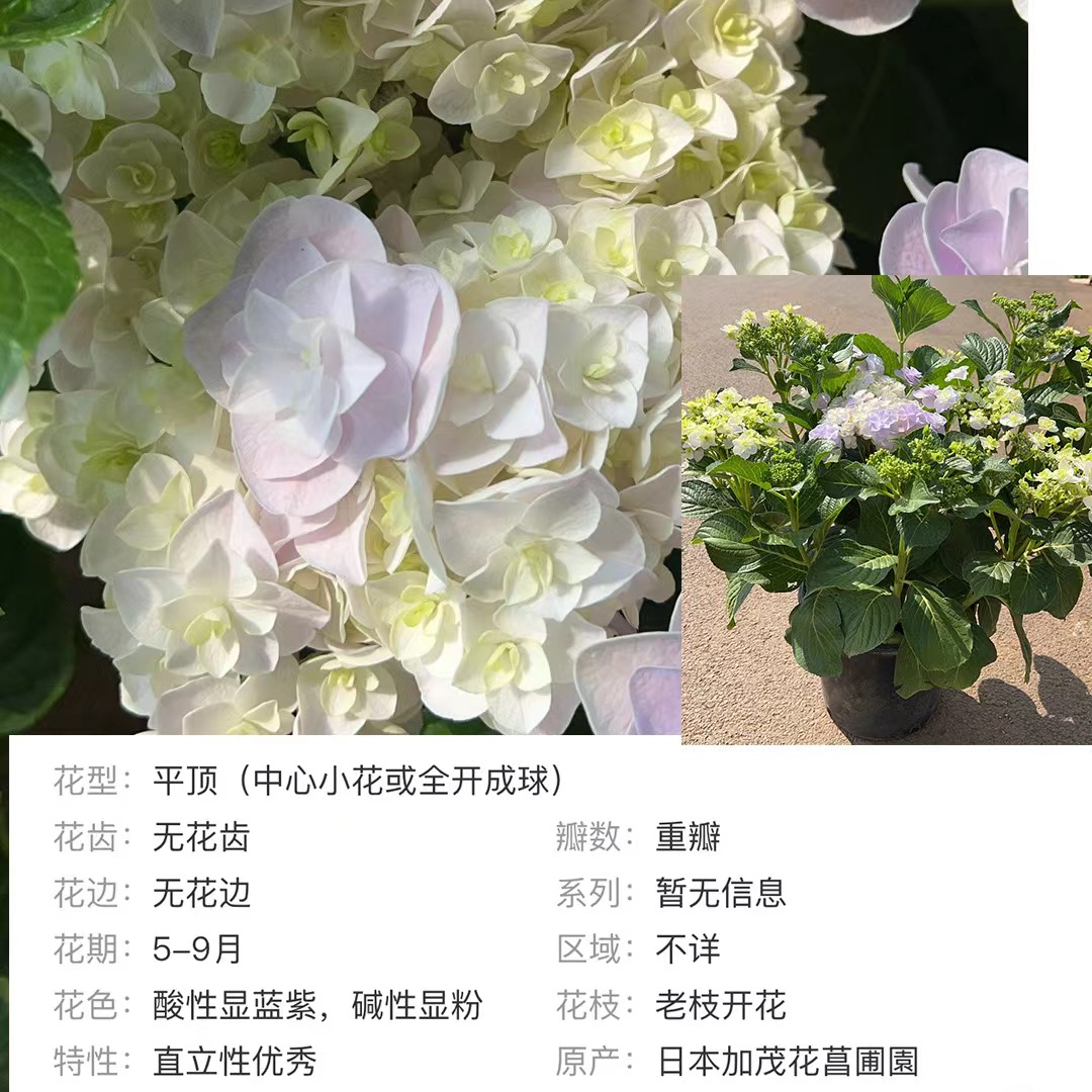 연보라색 5갤런(머리꽃) 40-100cm 나무틀₩198.9 - 세면대 포함