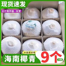 椰青海南特产椰子新鲜水果孕妇椰皇毛椰榨椰汁椰肉果香水椰现摘发