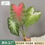 单支家居植物仿真海芋