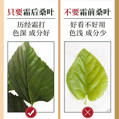 漢譙堂桑葉茶一件代發 新鮮干桑葉茶霜打桑葉茶花草茶120克/罐