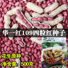 华一红109四粒红皮花生种子带壳发芽率产量高颗粒饱满农科院种子