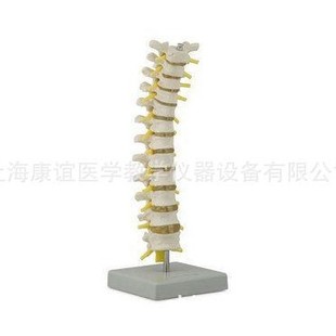 Kay-X120 Thoracic Spine Model Human Spine Model Spinal Bone Model Lumbar Spine Model Human Skeleton Model