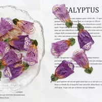 Digitalis сушеный цветок тисненый клей фоторамка образец растения Цветок Ювелирные изделия Ароматерапия Свеча DIY материал ручной работы