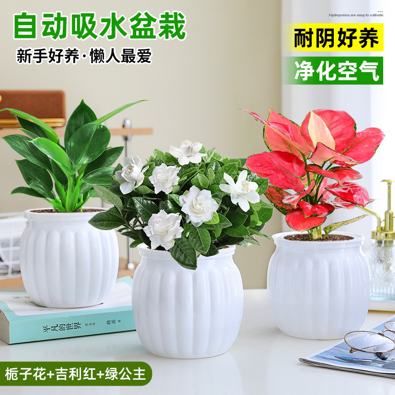 [하이룩 패키지] 가드니아 + 지리 레드 + 그린 프린세스