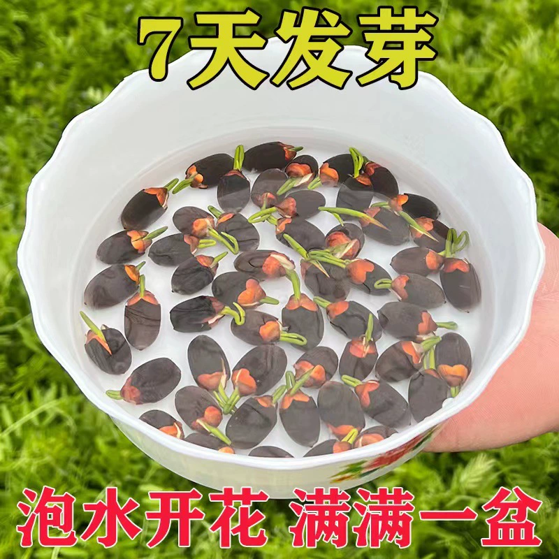 Чаша для семян лотоса гидропонное растение цветок семена четыре сезона цветения в помещении вода в горшках водный Лотос Вода семена лотоса
