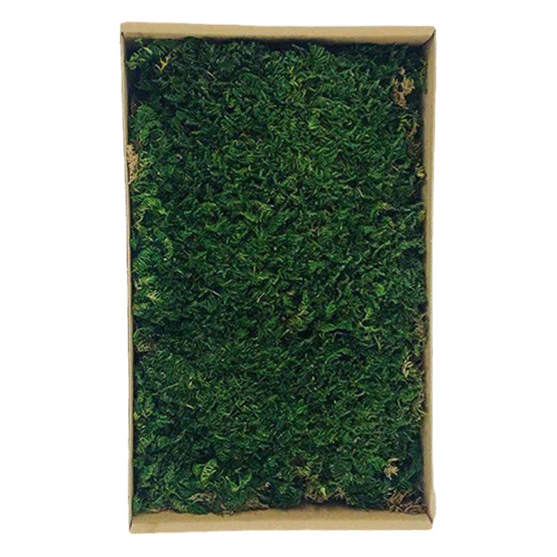 Inmortal musgo gris grande vegetación musgo seco paisaje decoración musgo césped verde planta pared de fondo de flor seca