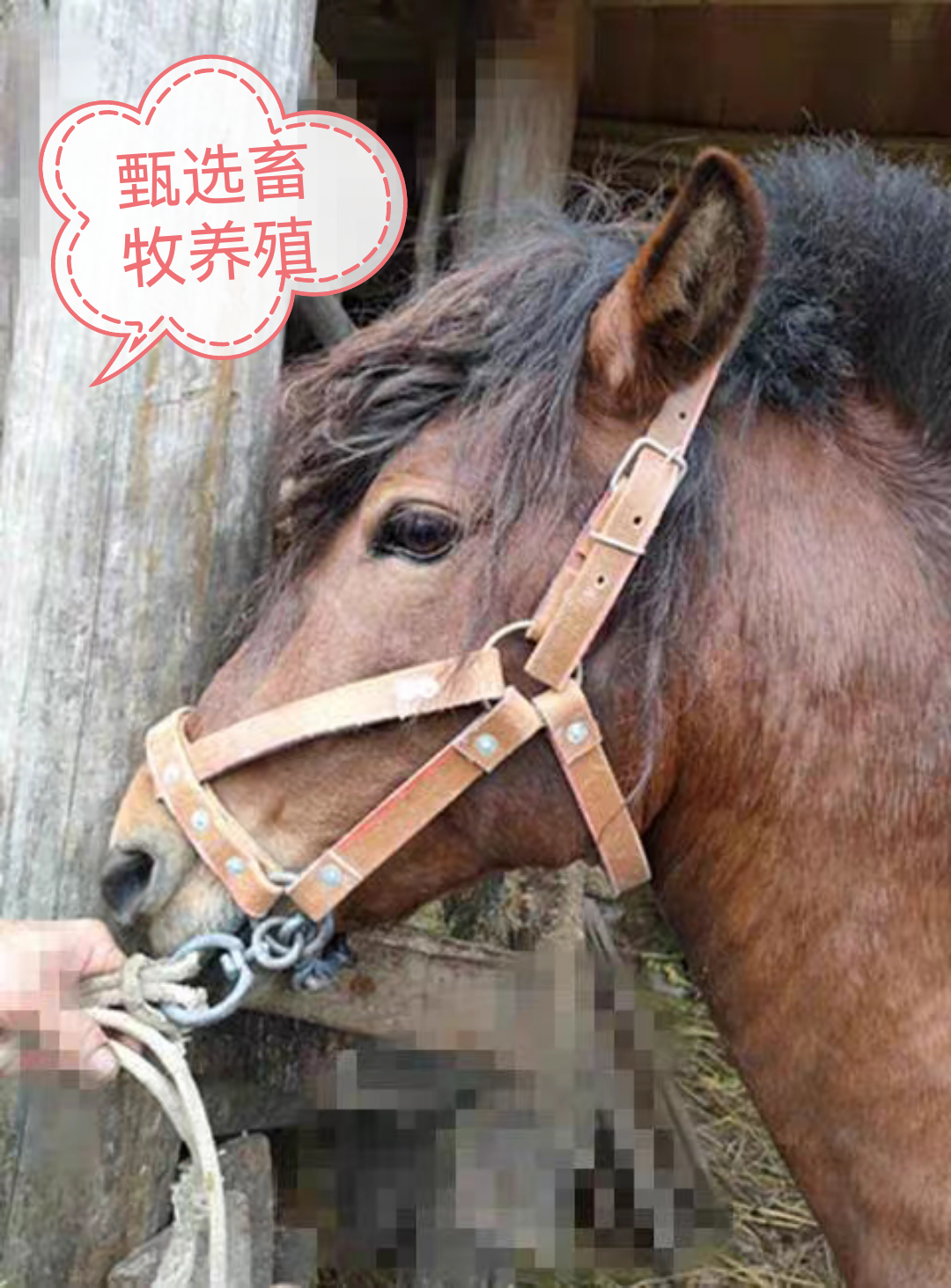 Selection of Donkey and Horse Bridles, Horse Bridles, Complete Set of Reins, Horse Ropes, Equestrian Supplies, Training Horse Bridles