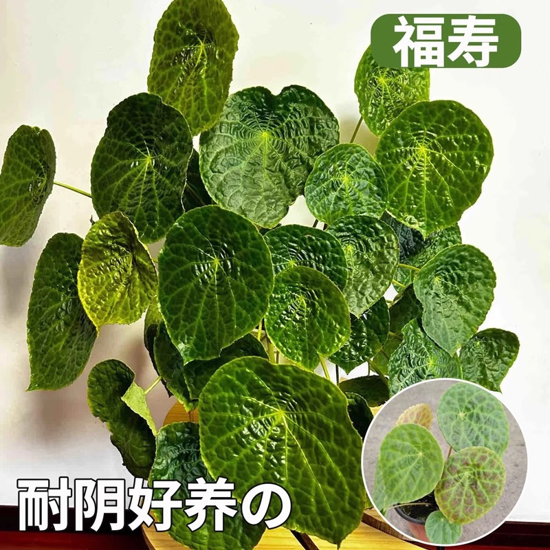 [high-end green plants] fushou autumn begonia 3-5 leaves