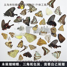 品质真蝴蝶标本未展翅各种原蝶杂蝶昆虫甲虫幼儿园教学收藏垒