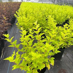 Nutrient Cup for Hedging and Greening Seedlings, Golden Leaf Water Wax, Red Leaf Plum, Golden Leaf Elm, Boxwood 30-80cm