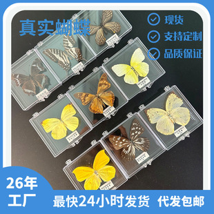 Zhenfang Craft Real Insect Specimen Transparent Boxed Butterfly Wing Spreading Girl Children's Graduation Gift Research Collection