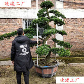大型迎客松盆景真树罗汉松园艺树桩盆栽植物四季常青绿植庭院台湾