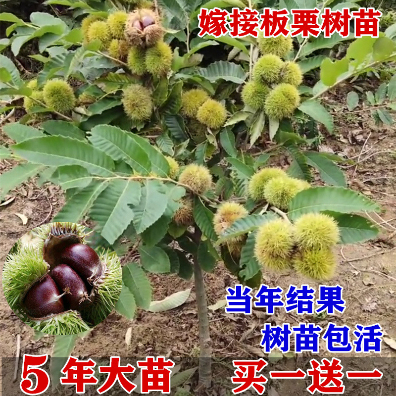 板栗苗树嫁接地栽南方北方种植大红袍当年结果特大板栗树果树果苗