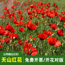 ��Ʒ��ɽ�t���N���л��������������̨ͥԺ���R�������ﲥ�ͺ�