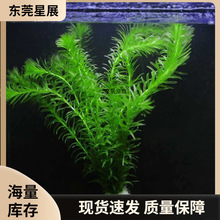 ����ˮ��ֲ���B�~���~���쾰�~�׿�ȸ�~���~���~�~���̓���ˮ�|