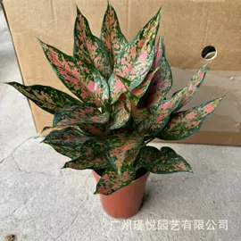 盆栽;灌木;观赏凤梨