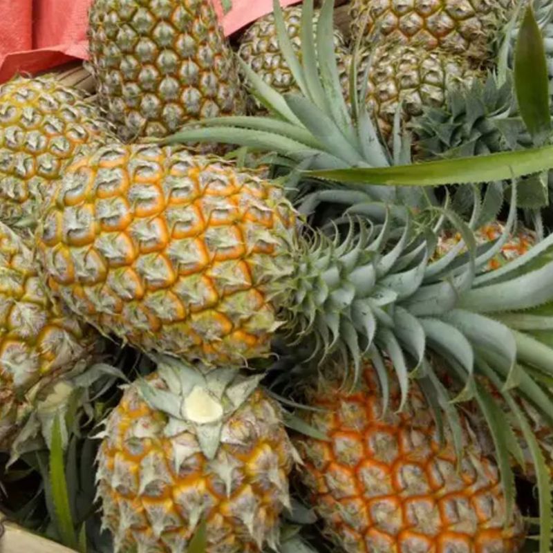 pineapple fresh pineapple Xuwen Perfume Large fruit jackfruit Crispy Shredded Pineapple Yunnan factory wholesale
