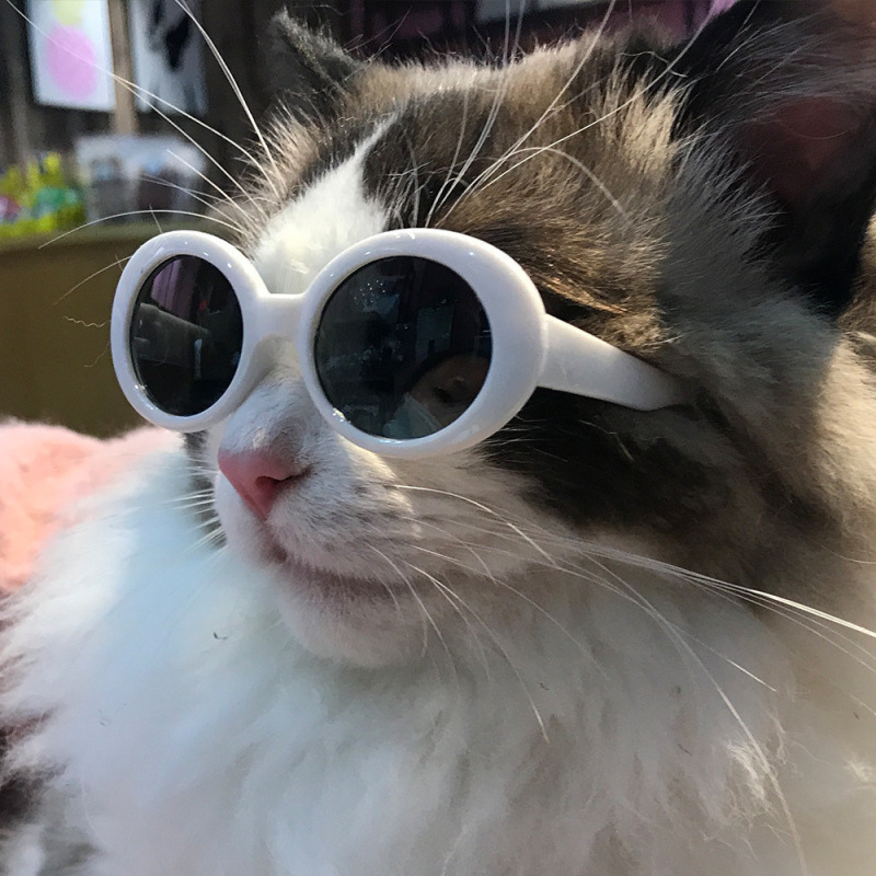 ペットサングラス猫モデルファッション愛メガネサングラス犬ビーチ海辺写真サングラス卸売|undefined