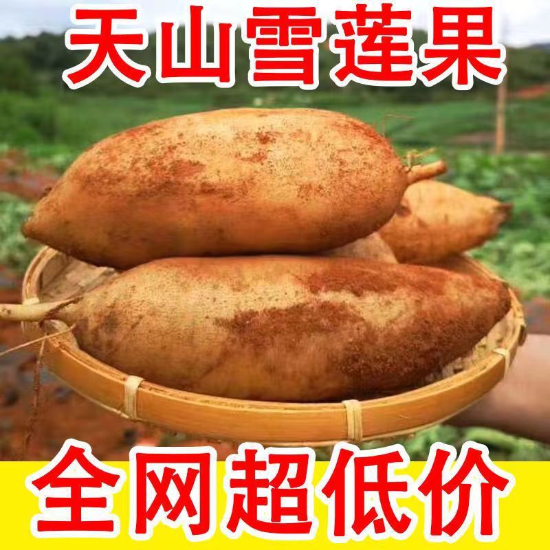 雪莲果【甜到爆】现挖天山红心正新鲜脆甜一整箱批发1/3/5/10斤|ms