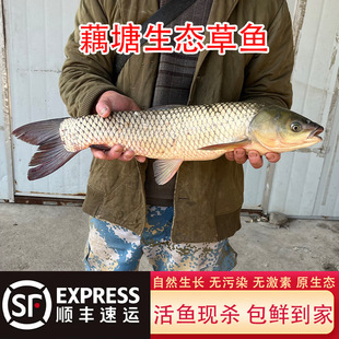 ʮ�����S����ԭ���B���r����~��Ȼ���L�����~���~���~�F���F�l