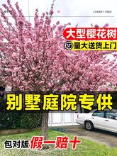 樱花树苗庭院大树苖日本重瓣晚樱盆栽花卉植物户外风景树绿化苗木