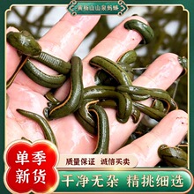 野生吸血蚂蟥 水蛭活体 菲牛蛭养生理疗 壮医水蛭疗法 清瘀血好货