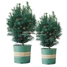 ͺ؁ tɼ辰҃ ܾGֲֲļL