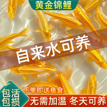 黄金锦鲤活鱼鱼金鱼活鱼好养耐活冷水鱼鱼苗小金鱼观赏鱼