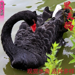 ���������к����Z�Bֳ���^�p���w�����Z�����Xһֻ��������Z�r��