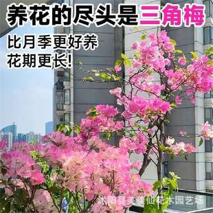 ���羳��؛�����羳��؛������÷�N�������ذ�����÷�N���ļ��_��